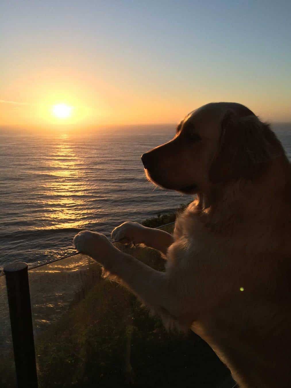 Dozer-Surf-Report