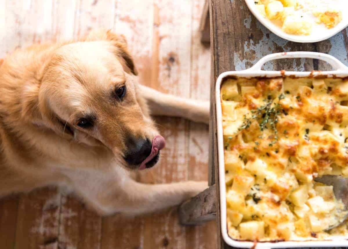 A faster, cheesier, creamier alternative to Scalloped Potatoes / Potato Gratin, this Easy Creamy Cheesy Potato Bake is made with cubed potatoes cooked in a cream and cheese sauce. staging.recipetineats.com