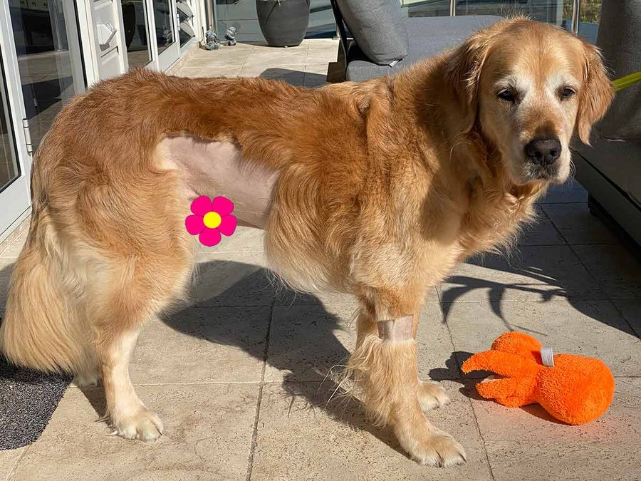 Dozer shaved belly