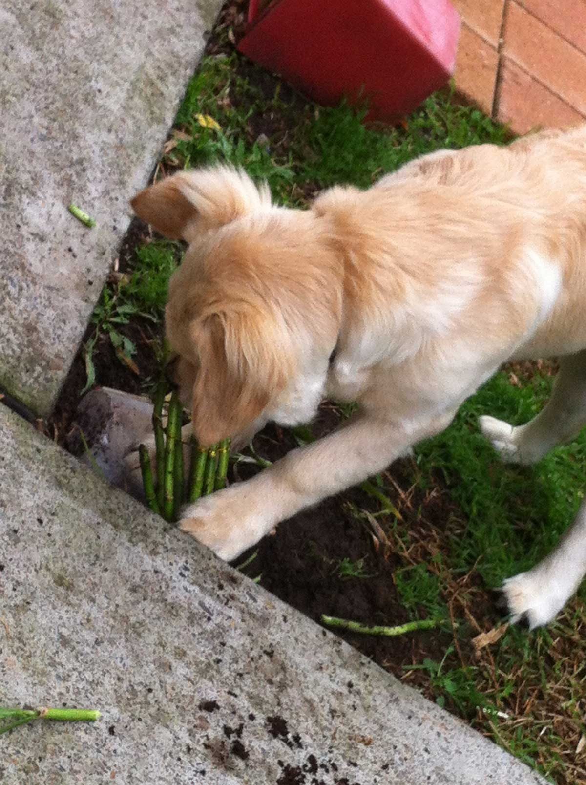 Dozer and Albie dragging plant through mum house